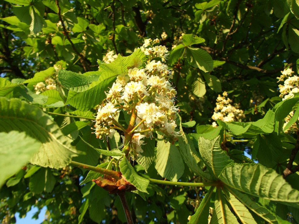 شاه بلوط هندی